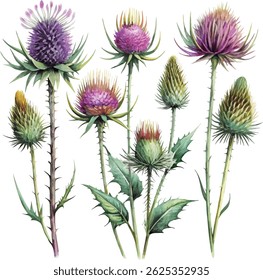 Conjunto de flor do cardo flor mão desenhada colorido clássico aquarela botânica vetor aquarela ilustração