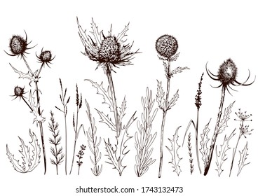 Set of thistles and wild meadow herbs. Hand drawn vector illustration isolated on white background.