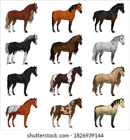 Set of thoroughbred horses. In color, vector illustration