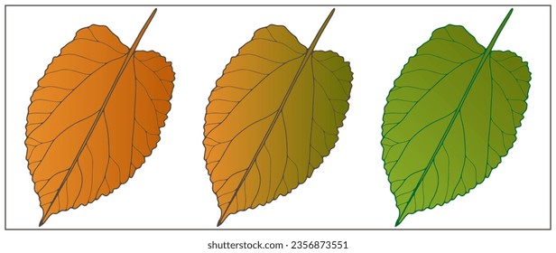 A set of three autumn leaves for creating various designs, patterns, decor, wallpapers, covers, cards and presentations.