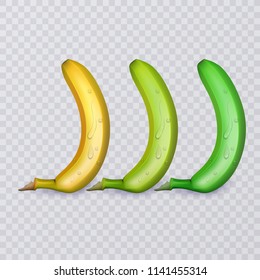 Set of three bananas, ripe, medium ripe and not ripe, vector illustration
