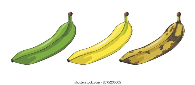 A set of three bananas. Unripe, ripe and spoiled bananas. Tropical fruits in cartoon style. Stock vector illustration isolated on a white background.