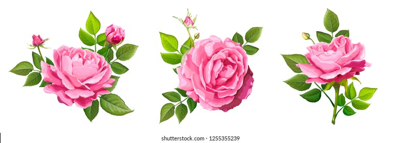 Set of three beautiful flower of pink blooming rose with leaves and buds isolated on a white background. Lovely floral design element. Vector illustration