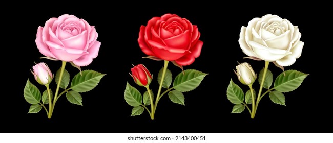 Set of three beautiful flowers of rose with leaves isolated on a black background. Realistic 3D vector illustration of lovely pink, red and white roses. Floral design element