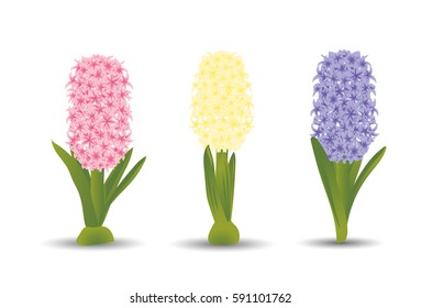 Set of three beautiful hyacinths with the effect of a watercolor drawing. Isolated flowers on white background. Vector