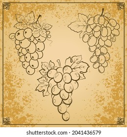 Conjunto de tres hermosos conjuntos vectoriales de uvas con hojas sobre un fondo vintage con un marco de adorno floral