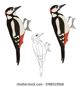 Set of three big woodpeckers coloured and an outline for colouring with cartoon eyes