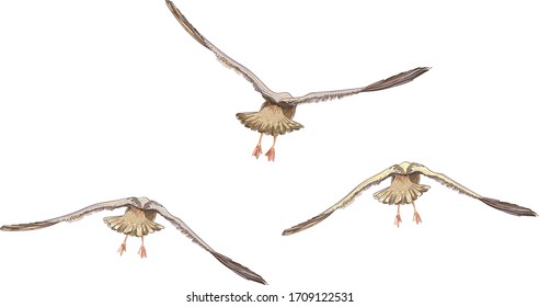 Set of three birds.  Beautiful flying seagulls. Vector illustration. Realistic style.
