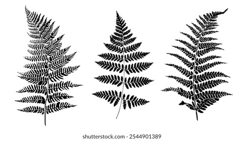 Set of three black silhouette of fern leaves isolated on white background. Graphic drawing. Vector illustration.