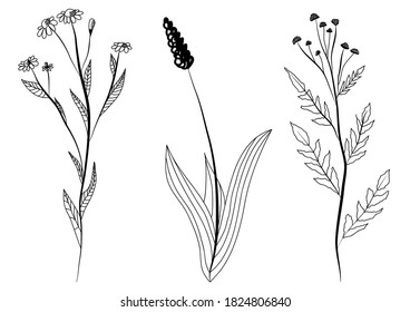 Set of three black sketches of meadow grass flowers. Chamomile,  plantago..