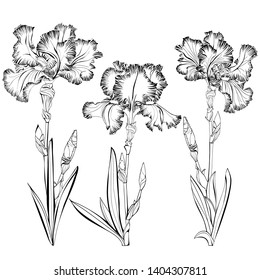set of three black and white images of irises on long stems close-up isolated on white background
