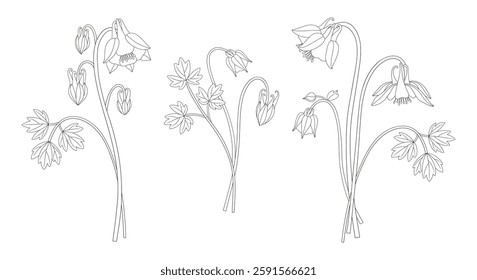 Set of three bouquets of aquilegia flowers. Bunches of blooming perennial wild plants. Line art, minimal style, contour. Botanical hand-drawn elements for design projects. Vector illustration