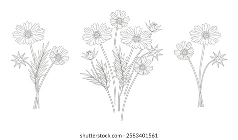 Set of three bouquets of cosmea flowers. Bunches of blooming perennial wild plants. Line art, minimal style, contour. Botanical hand-drawn elements for design projects. Vector illustration