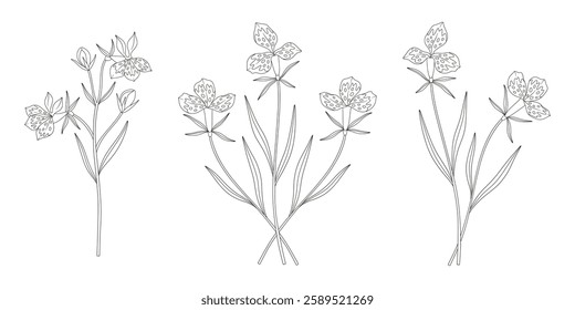 Set of three bouquets of exotic flowers. Bunches of blooming perennial wild plants with leaves. Line art, minimal style, contour. Botanical hand-drawn elements for design projects. Vector illustration