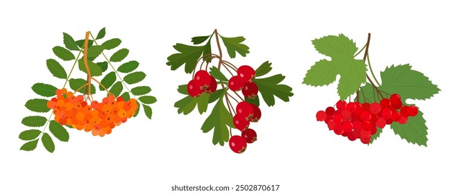 A set of three branches of berries. Branches of autumn berries isolated on a white background. Vector illustration.