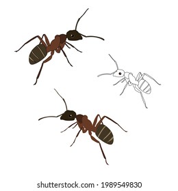 Set of three brown ants coloured and an outline for colouring with cartoon eyes