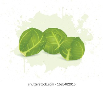 set of three Brussels Sprouts vector illustration