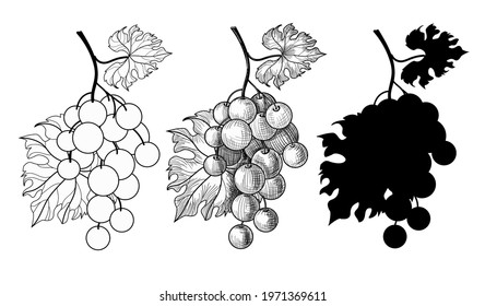 A set of three bunches of grapes. Bunch of grapes in outline, doodle and silhouette style. Drawing isolated on a white background. Stock vector illustration.