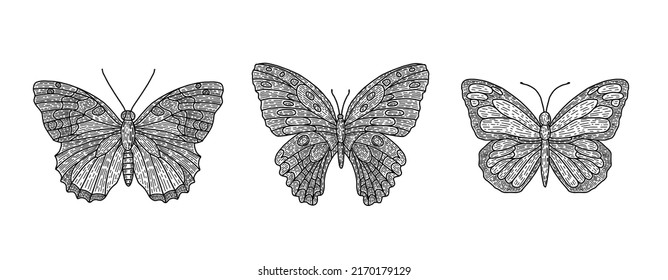 Set of three butterflies. Vector hand-drawn illustration of different butterflies. Vintage insect