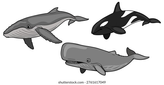 Set of three cartoon whales: humpback, sperm whale, and orca vector illustration