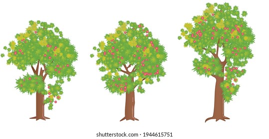Set of three cartoon-style fruit trees. Vector illustration isolated on white background.