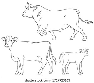 A Set Of Three Cattle - A Cow, A Bull And A Calf - Drawn As An Outlined Silhouette. Vector Illustration. 