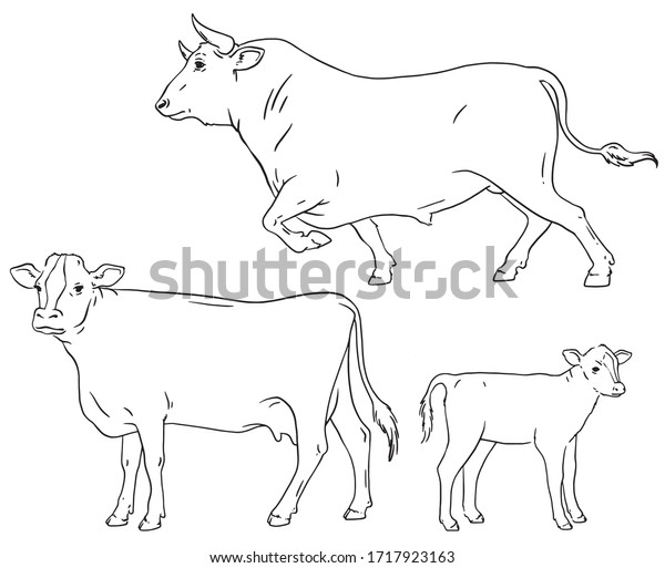 A set of three\
cattle - a cow, a bull and a calf - drawn as an outlined\
silhouette. Vector illustration.\
