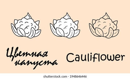 A set of three cauliflower objects with the inscription "cauliflower" in Russian and English. Simple vector illustration, eps