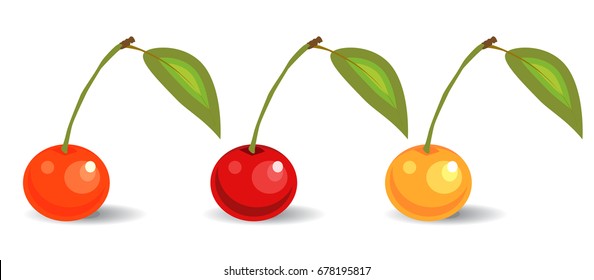 A set of three cherries with cuttings and leaves of varying degrees of ripeness.