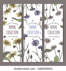 Set of three color labels with Arnica montana aka mountain arnica, Centaurea cyanus aka cornflower, Bellis perennis aka daisy sketch. Herbal collection. Great for traditional medicine, or gardening.