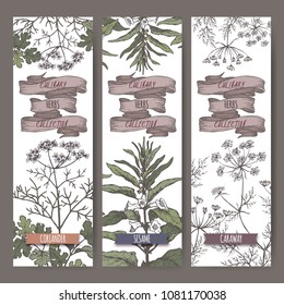 Set of three color vector banners with coriander, sesame, caraway sketch. Culinary herbs collection. Great for cooking, medical, gardening design.
