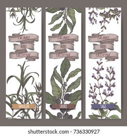 Set of three color vector banners with tarragon, sage, laurel. Culinary herbs collection. Great for cooking, medical, gardening design.
