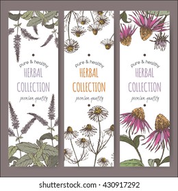 Set of three color vector herbal tea labels with peppermint, chamomile and echinacea based on hand drawn sketch.