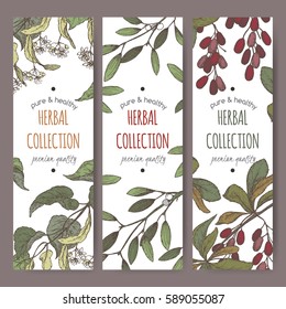 Set of three color vector herbal tea labels with lime tree, mistletoe and barberry based on hand drawn sketch.