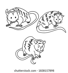 Set of three contour opossums, coloring page with a picture of a marsupial animal for children to explore wildlife, vector outline illustration for design and creativity