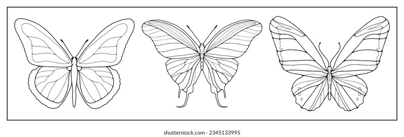 A set of three contours of butterflies on a white background. Background for coloring books, decor, creating designs and patterns.