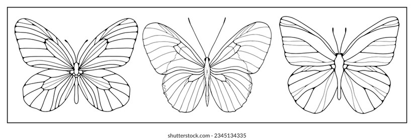 Un conjunto de tres contornos de mariposas sobre un fondo blanco. Antecedentes para colorear libros, decoración, creación de diseños y patrones.