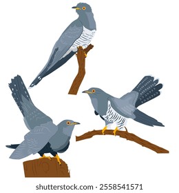 A set of three cuckoos sit on vertical and horizontal branches and on a stump on a white background.  Birds look left and right. Vector, flat. The image has a calm and peaceful mood.