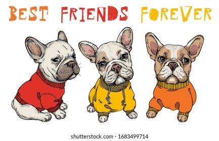 
Set of three cute french bulldogs in colorful clothes. 