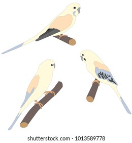Set of three cute parrot birds sitting on branch. Flat Vector Illustration