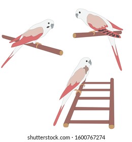 Set of three cute parrot birds sitting on branch and ladder. Flat Vector Illustration