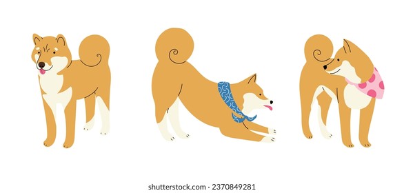 Set with three cute Shiba Inu or Akita Japanese dogs in flat design, isolated vector illustration