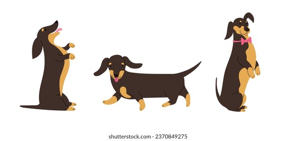 Set with three Dachshund breed dogs, isolated vector illustrations in flat design