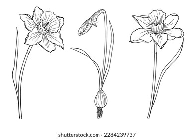 Set of three daffodils painted with a line. Flowers for coloring. Design element. svg