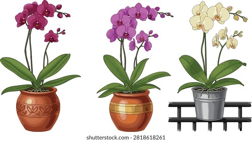 Set of three decorative pots with blooming purple and white orchids on white background purple orchid