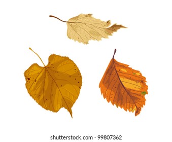 Set of three different autumn leaves