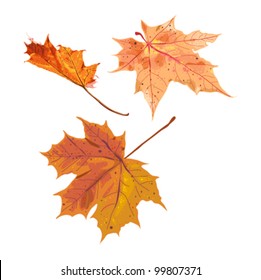 Set of three different autumn maple leaves