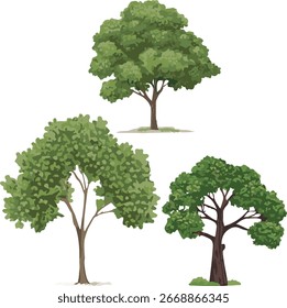Set of three different green trees isolated on white background. Natural foliage vector illustration ideal for landscape design, eco projects, nature graphics, environment themes, and botanical.