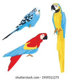 set of three different parrots isolated on white background. budgerigar, macaw parrot. exotic and domestic animals. tropical birds. bright color. vector flat