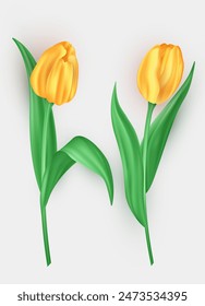 Conjunto de tulipanes tridimensionales con pétalos amarillos y hojas verdes aisladas sobre fondo blanco. Flores de primavera de Vector 3d realistas como elemento de decoración para tarjetas de felicitación, Anuncios